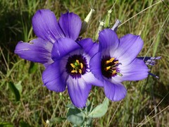 Eustoma russellianum