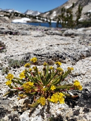 Ivesia lycopodioides