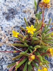Ivesia lycopodioides