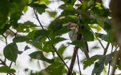 Pachycephala homeyeri