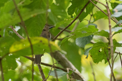 Pachycephala homeyeri