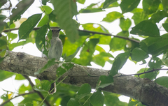 Pachycephala homeyeri