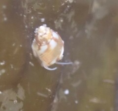 Eulithidium pulloides