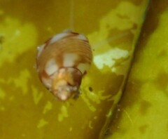 Eulithidium pulloides