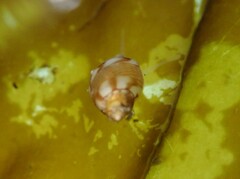 Eulithidium pulloides
