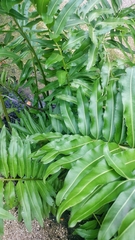 Acrostichum danaeifolium