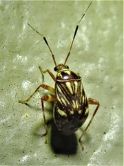 Taedia virgulata