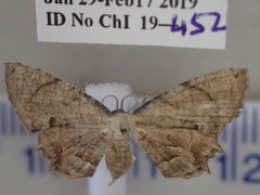 Epiplema thiocosma