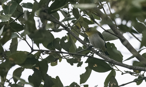 Lowland White-eye (Zosterops meyeni), photo 9