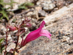 Penstemon newberryi