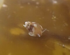 Eulithidium pulloides