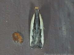 Dichomeris serrativittella