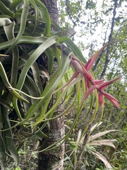 Tillandsia streptophylla