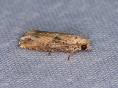Epiblema chromata