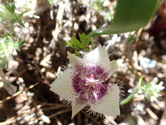 Calochortus elegans