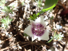 Calochortus elegans