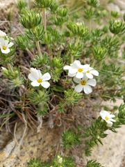 Leptosiphon nuttallii