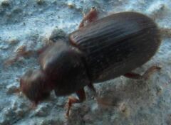 Blapstinus