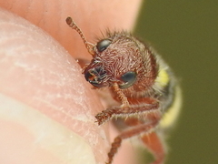 Enoclerus laetus