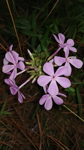 Florida phlox (Phlox floridana)