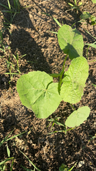 Abutilon theophrasti
