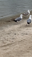 Larus californicus