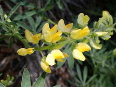 Lupinus croceus