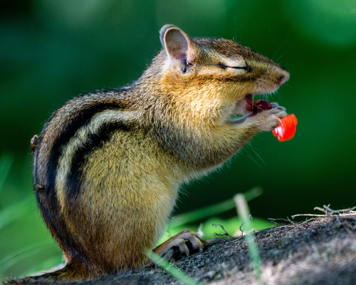 Eastern Chipmunk photographed in Pennsylvania