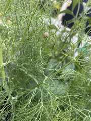 Bulimulus bonariensis