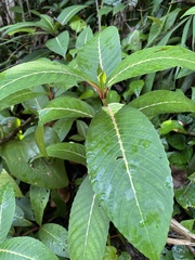 Sanchezia speciosa