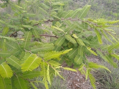 Vachellia campechiana