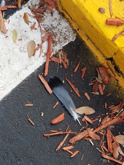 Columba livia domestica