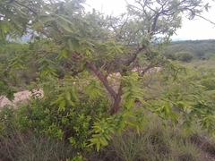 Vachellia campechiana