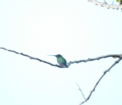 Anthracothorax viridis