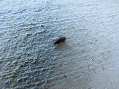 Blapstinus