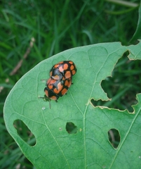 Botanochara sedecimpustulata