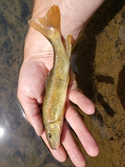 Catostomus tahoensis