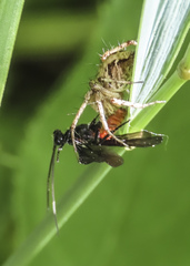Oxyopes scalaris