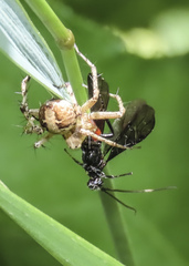 Oxyopes scalaris