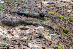 Tamiasciurus hudsonicus regalis