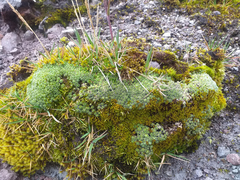 Draba aretioides