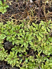 Wahlenbergia pygmaea