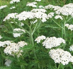 Achillea millefolium
