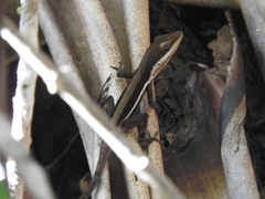 Anolis pulchellus