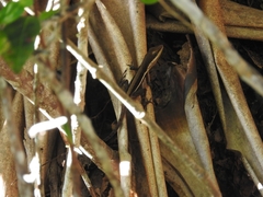 Anolis pulchellus