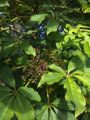 Pseudopanax kermadecensis