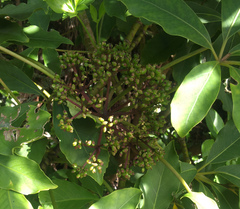 Pseudopanax kermadecensis