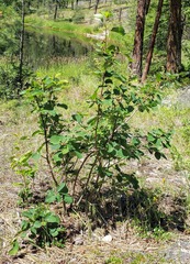Amelanchier cusickii