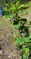 Amelanchier cusickii