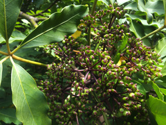 Pseudopanax kermadecensis